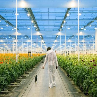 良い価格 調節可能で軽い支持できる鋼鉄フィルムの温室の太陽系 オンライン